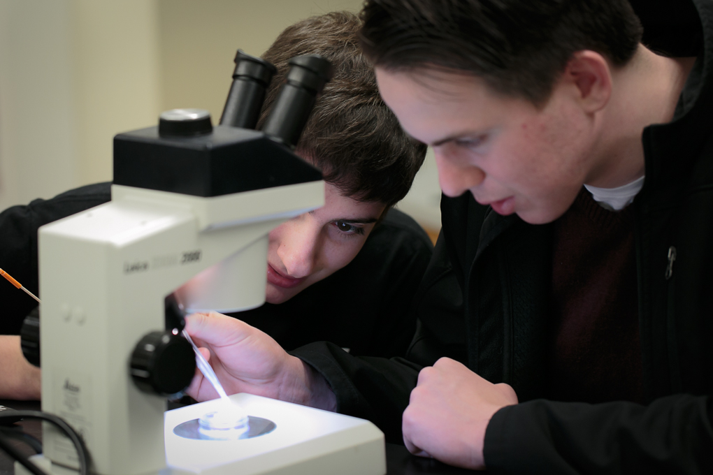 Students studying developing zebrafish embryos.